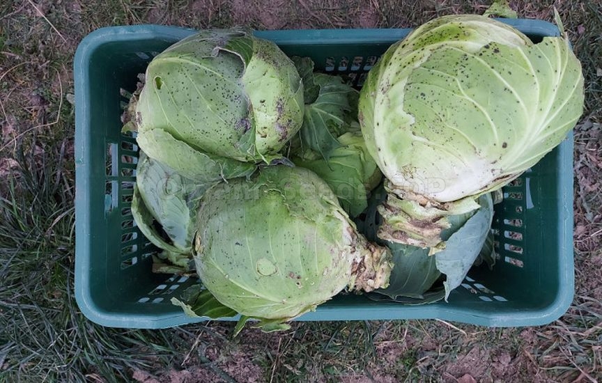 Cabbage until spring: how to harvest, prepare and store heads properly