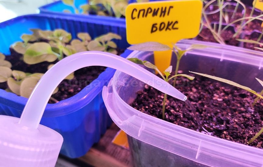 What to do if seedlings stop growing