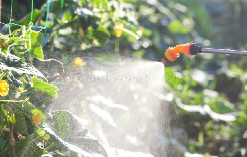 Cucumbers stopped setting fruit: looking for the cause Cucumbers stopped setting fruit: looking for the cause