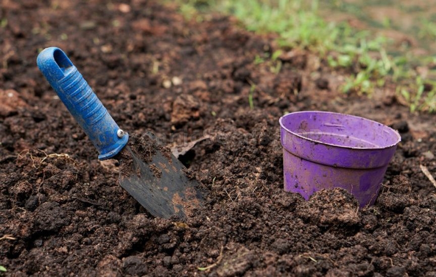 Why seedlings «stand still» after planting and do not grow