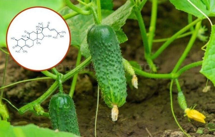 Why cucumbers become bitter and how to avoid it