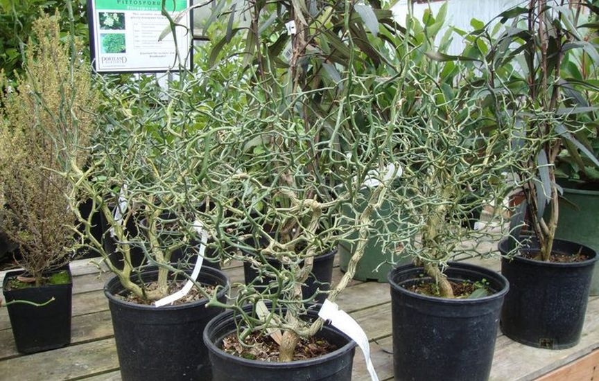 Poncirus trifolius: growing and care Poncirus trifolius: growing and care