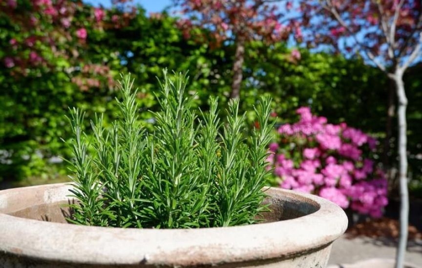 Without «chemicals»: 5 plants that repel pests Without «chemicals»: 5 plants that repel pests