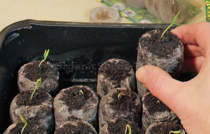 Seedlings in peat tablets: step-by-step instructions Seedlings in peat tablets: step-by-step instructions