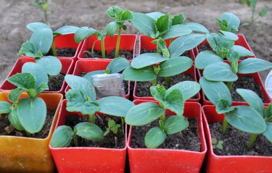 How to properly prepare containers for seedlings