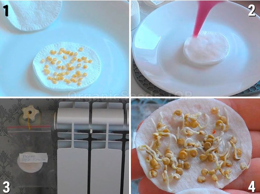 Sowing dates for seedlings: tips for gardeners