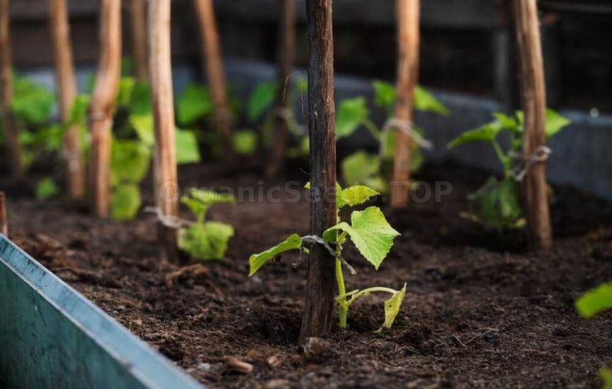 When it is really time, and not according to the «calendar», to plant When it is really time, and not according to the «calendar», to plant