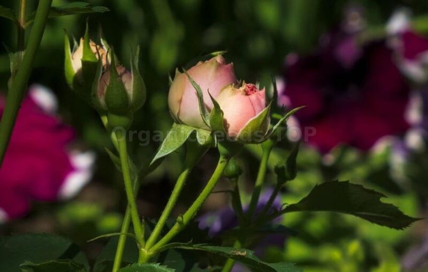 What to feed roses in June for lush blooming