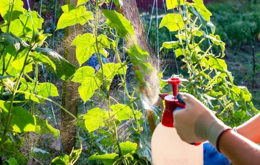 Why cucumbers become bitter and how to avoid it