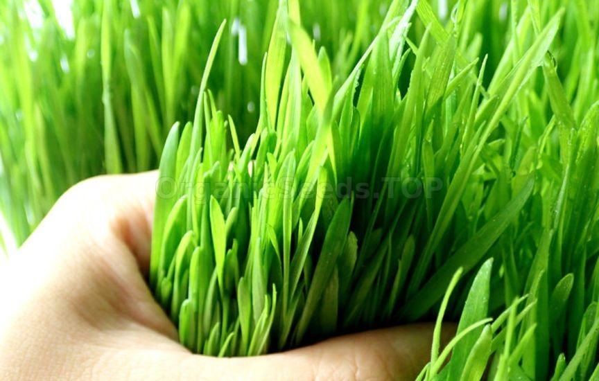 Couch grass is «taking over» the garden: what to do right now Couch grass is «taking over» the garden: what to do right now