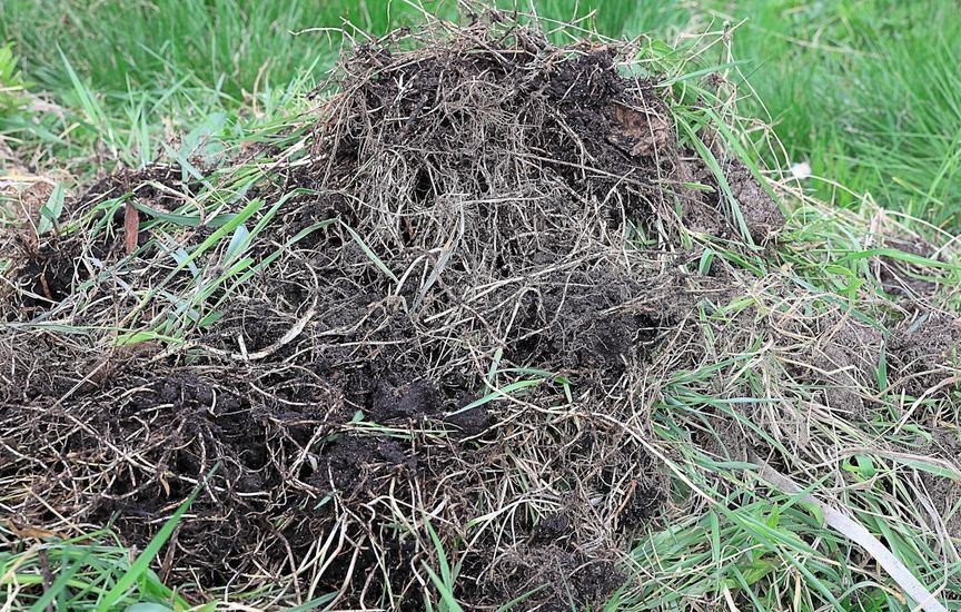 Couch grass is «taking over» the garden: what to do right now