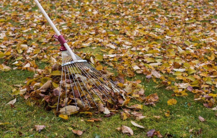 What to do with fallen leaves in the garden What to do with fallen leaves in the garden