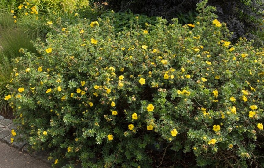 What to plant in a flower bed in spring so that it blooms all summer