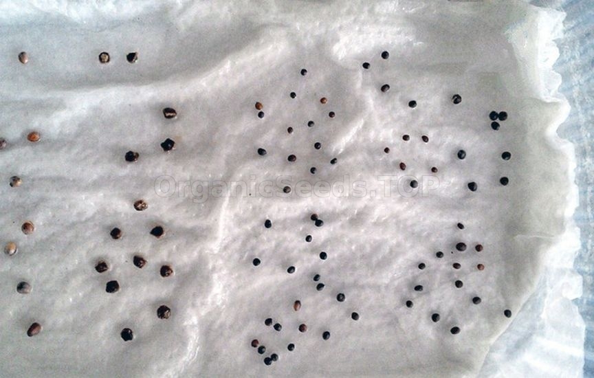 Seedlings of cabbage: timing and care