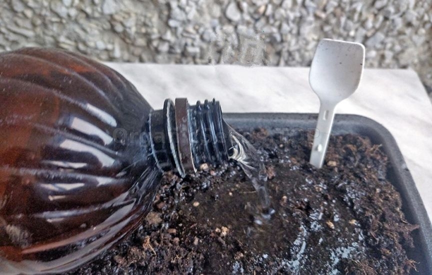 Seedlings of cabbage: timing and care