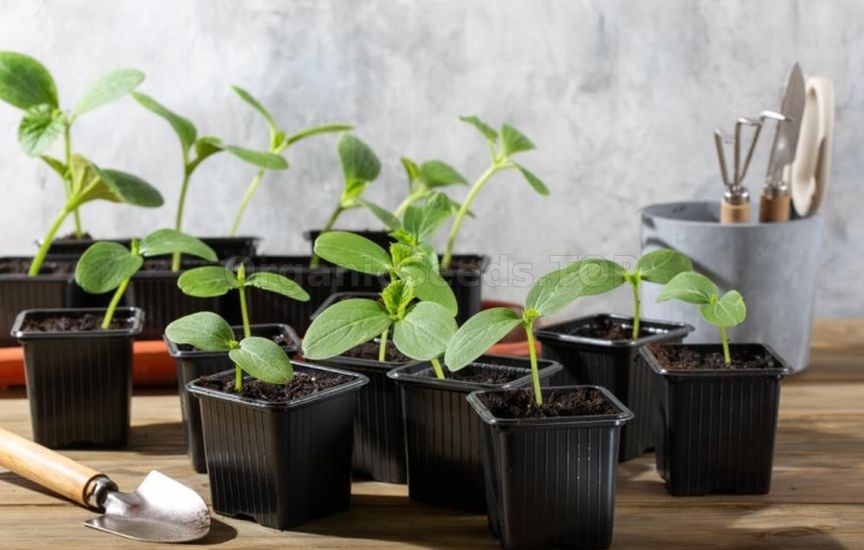 When to start feeding seedlings
