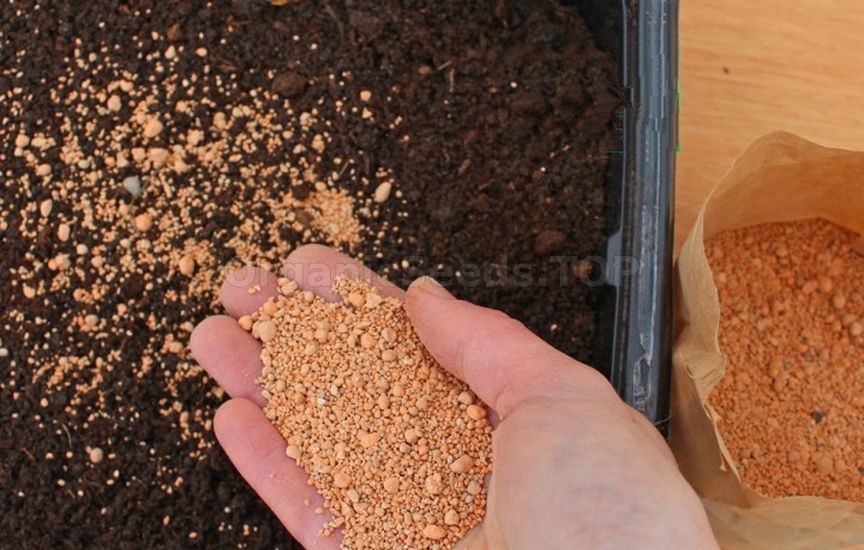 What to add to the soil for seedlings so that they grow strong and hea