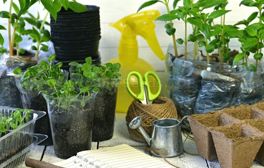 Sowing dates for seedlings: tips for gardeners