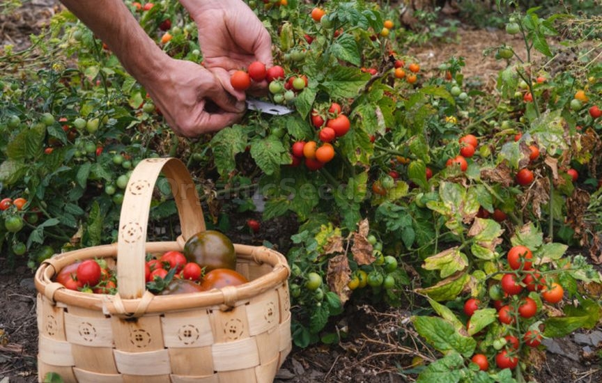 Planning next year: what to plant after cucumbers, tomatoes and cabbag Planning next year: what to plant after cucumbers, tomatoes and cabbag