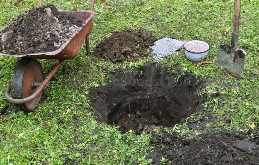 What to plant next to a spruce: fruit and ornamental crops What to plant next to a spruce: fruit and ornamental crops