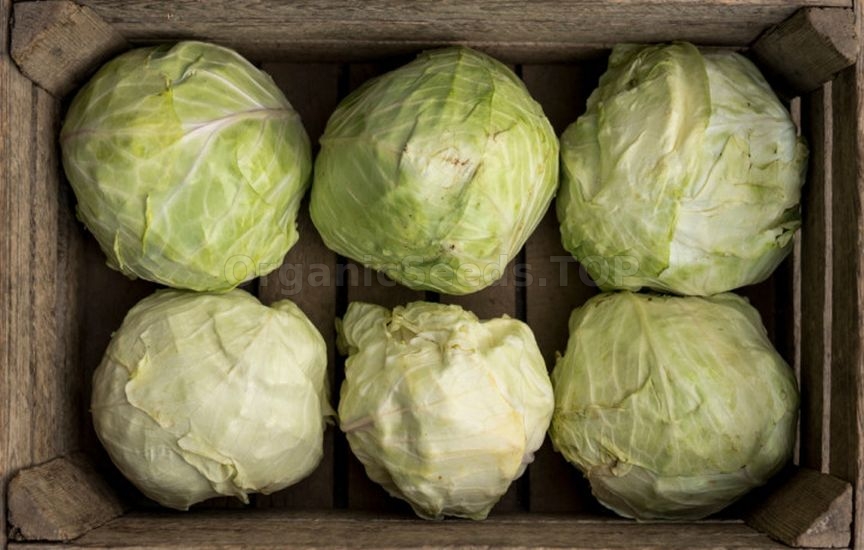 Cabbage until spring: how to harvest, prepare and store heads properly