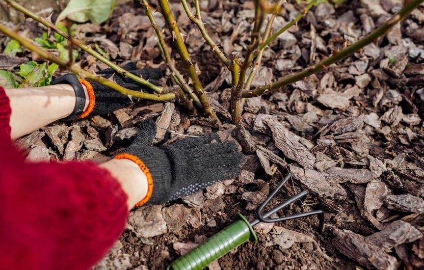 What to mulch a flower garden with for the winter: peat, compost, bark or fallen leaves