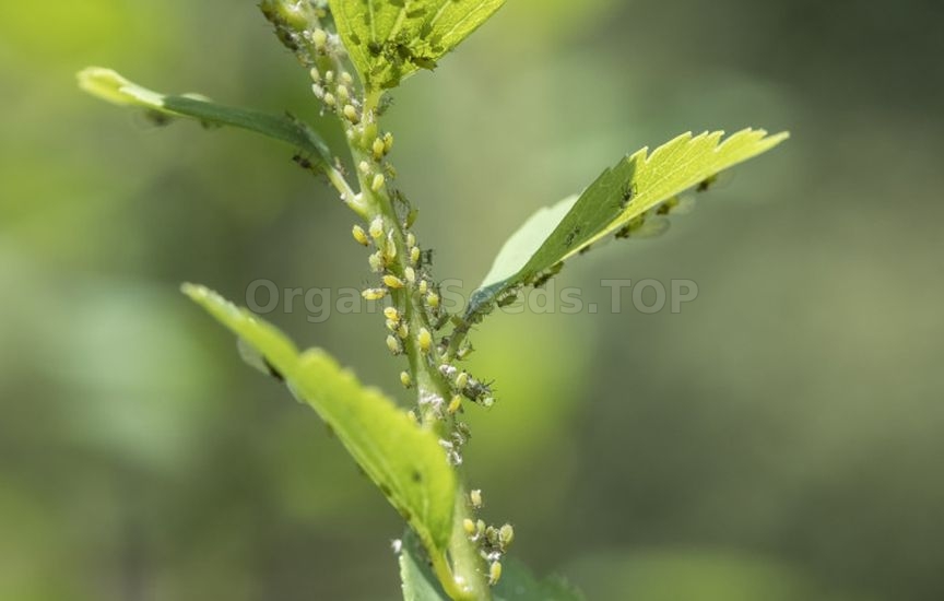 How to care for spirea in summer How to care for spirea in summer