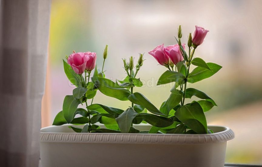 What flowers can be sown for seedlings already in January