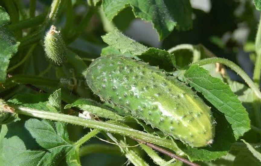 Why cucumbers become bitter and how to avoid it