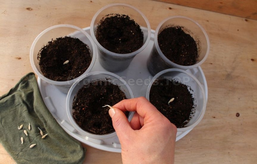 Ideal cucumber seedlings