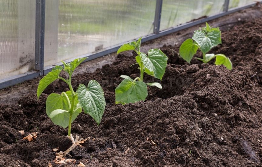 Cucumbers in the greenhouse