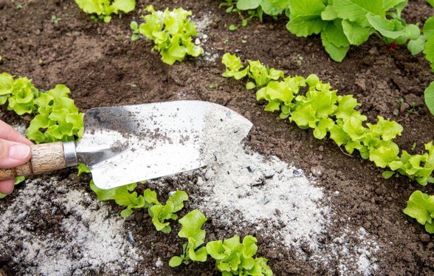 Why seedlings «stand still» after planting and do not grow