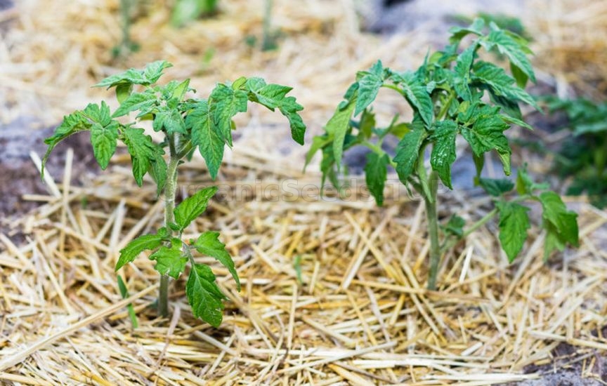 Why seedlings «stand still» after planting and do not grow