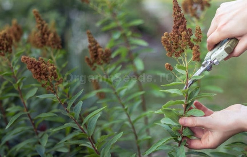 How to care for spirea in summer How to care for spirea in summer