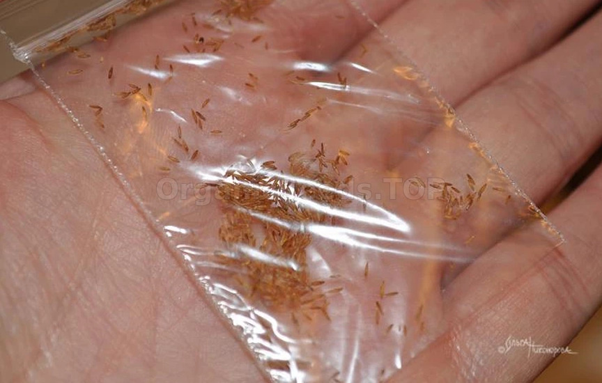 How to plant and grow pampas grass by seedling method to decorate your