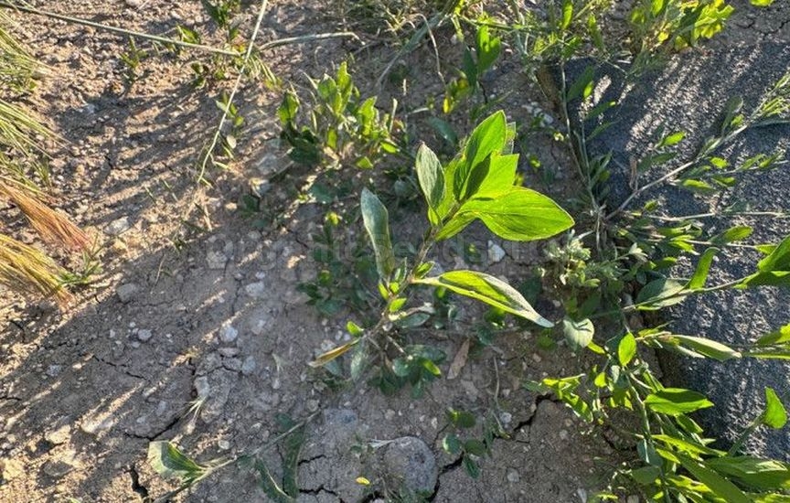 Natural methods of soil restoration