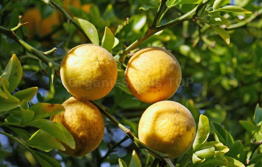 Poncirus trifolius: growing and care