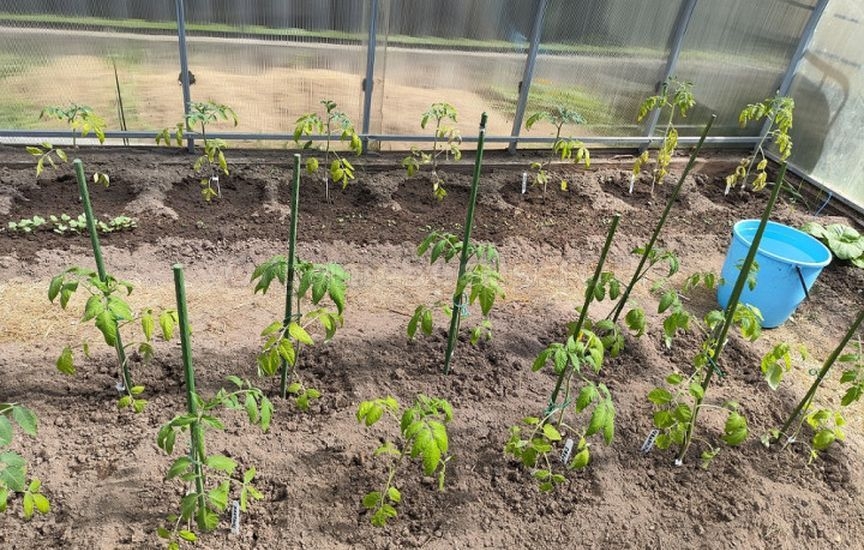 Why seedlings «stand still» after planting and do not grow