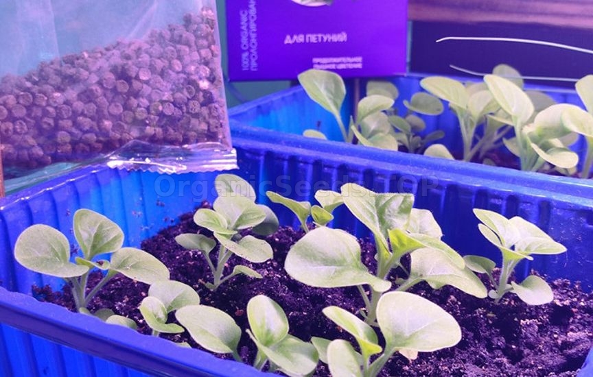 What to do if seedlings stop growing