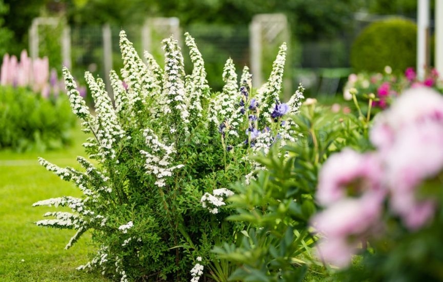 How to care for spirea in summer How to care for spirea in summer