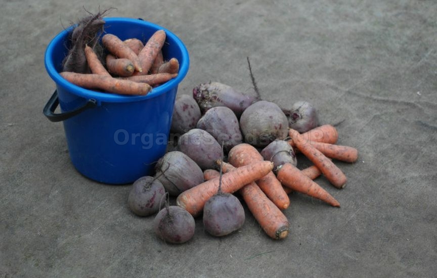 Carrots, beets and parsnips: when to harvest and how not to spoil the