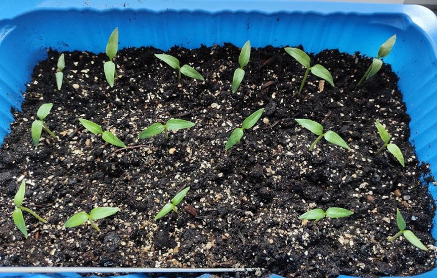 What to do if seedlings stop growing