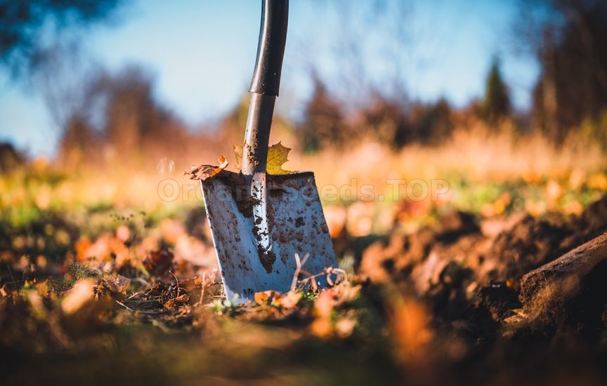 Do you need to dig up the garden in autumn: analyzing the pros and cons