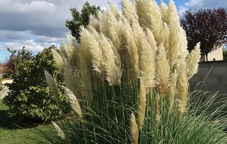 How to plant and grow pampas grass by seedling method to decorate your