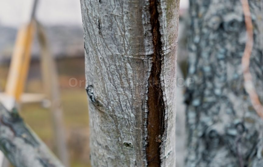 What to do in the garden and vegetable patch in March