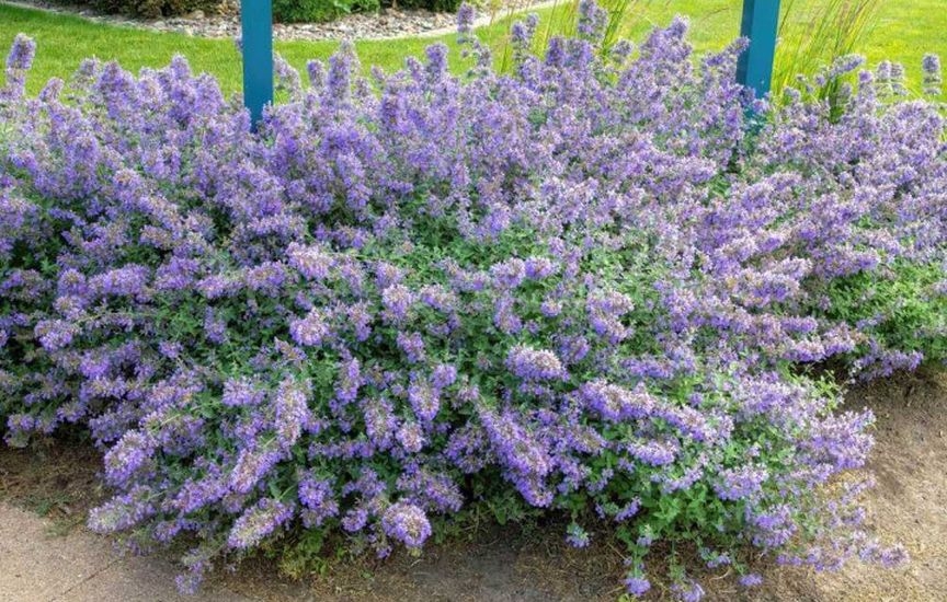 What to plant in a flower bed in spring so that it blooms all summer
