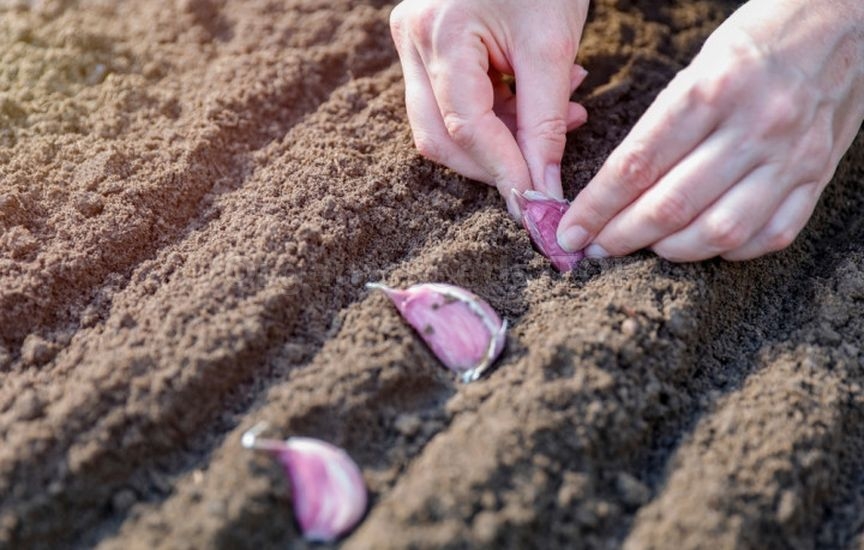 Autumn garlic planting: when, how, which Autumn garlic planting: when, how, which