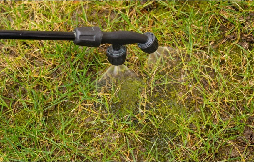 Moss on the lawn in autumn: why it appears and how to fight it