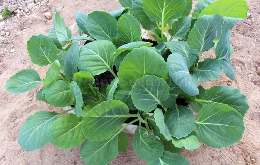 Seedlings of cabbage: timing and care