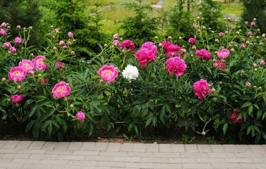 Annuals or perennials: what to choose